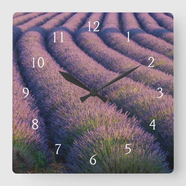 Rows of lavender in Provence Square Wall Clock (Front)
