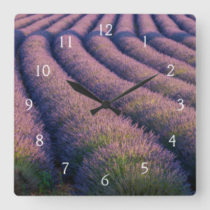 Rows of lavender in Provence Square Wall Clock