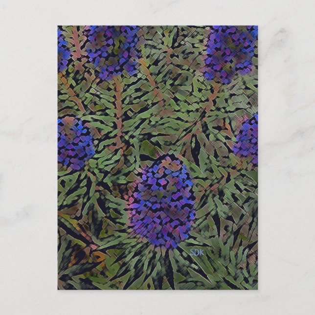 Rows of Lavender Postcard (Front)