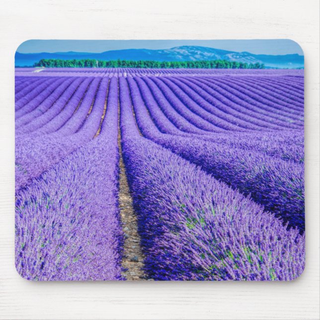Rows of Lavender, Provence, France Mouse Mat (Front)