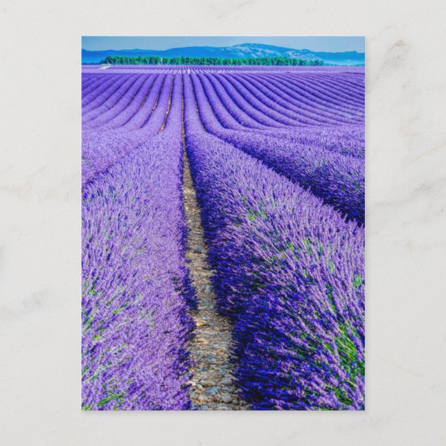 Rows of Lavender, Provence, France Postcard (Front)