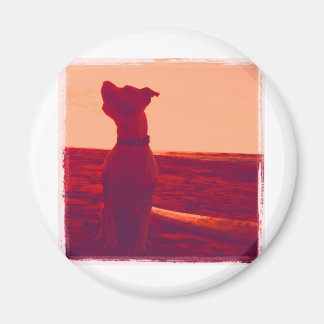 Roxy Photo by Daniela Magnet