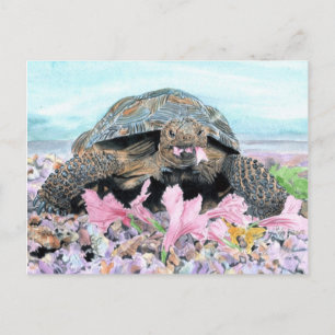Roxy the Turtle Postcard