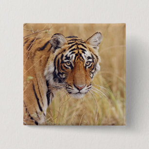 Royal Bengal Tiger 15 Cm Square Badge
