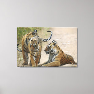 Royal Bengal Tiger and young ones, Ranthambhor Canvas Print