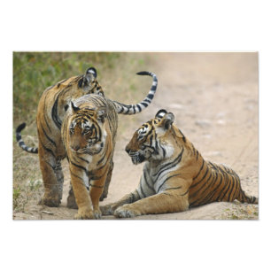 Royal Bengal Tiger and young ones, Ranthambhor Photo Print