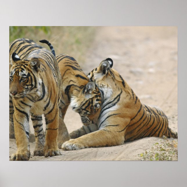 Royal Bengal Tiger and young ones - touching Poster (Front)