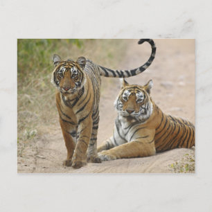 Royal Bengal Tiger and young, Ranthambhor Postcard