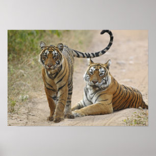 Royal Bengal Tiger and young, Ranthambhor Poster