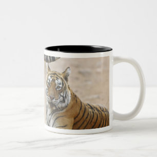 Royal Bengal Tiger and young, Ranthambhor Two-Tone Coffee Mug