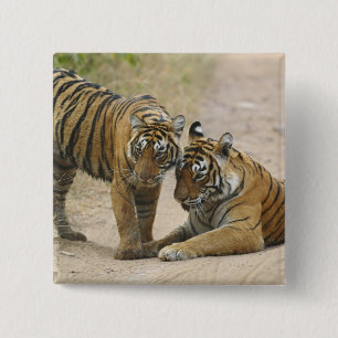 Royal Bengal Tiger and young - Touching ahead, 15 Cm Square Badge
