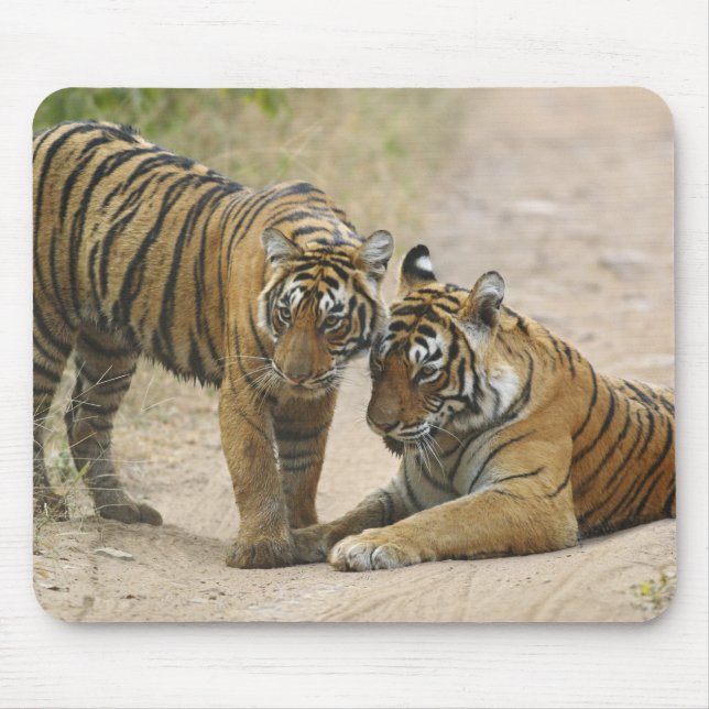 Royal Bengal Tiger and young - Touching ahead, Mouse Mat (Front)