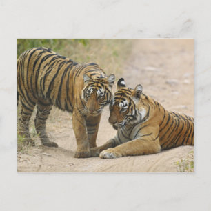 Royal Bengal Tiger and young - Touching ahead, Postcard