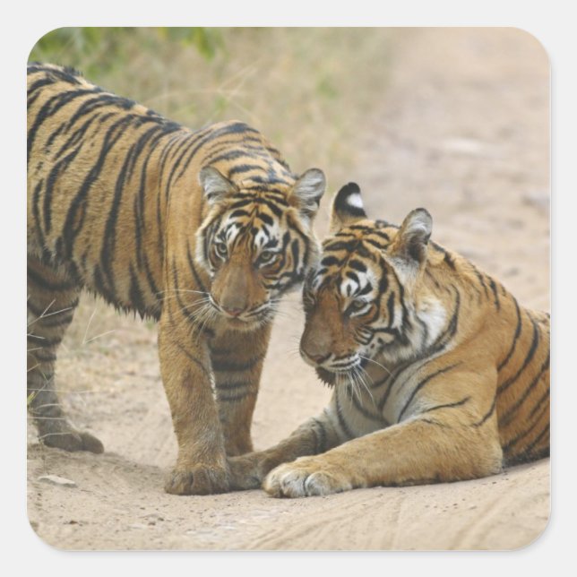 Royal Bengal Tiger and young - Touching ahead, Square Sticker (Front)