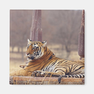 Royal Bengal Tiger at the ceaph, Magnet