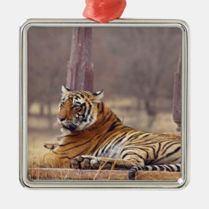 Royal Bengal Tiger at the ceaph, Metal Tree Decoration