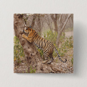 Royal Bengal Tiger climbing up the tree, 15 Cm Square Badge