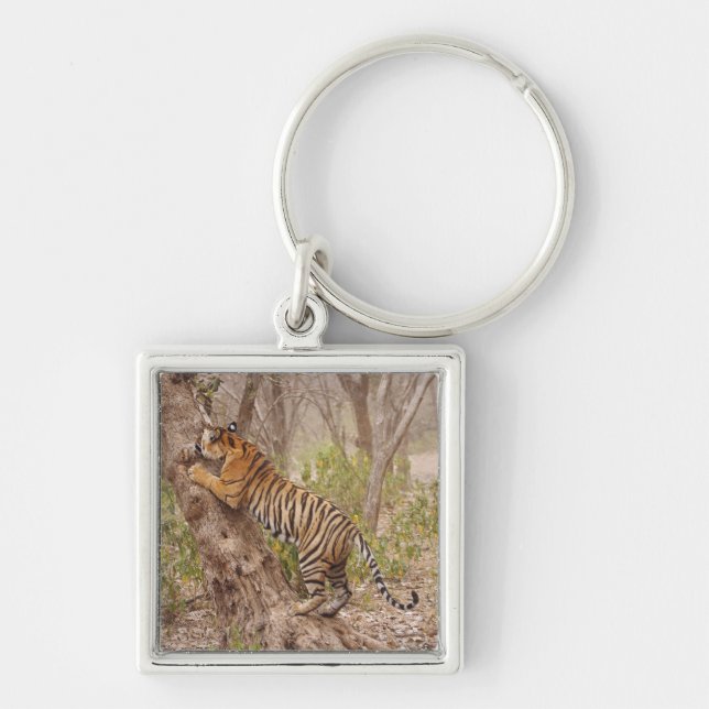 Royal Bengal Tiger climbing up the tree, Key Ring (Front)