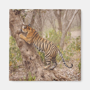 Royal Bengal Tiger climbing up the tree, Magnet