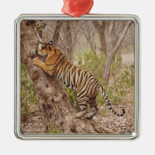 Royal Bengal Tiger climbing up the tree, Metal Tree Decoration