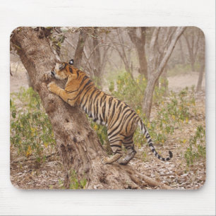 Royal Bengal Tiger climbing up the tree, Mouse Mat