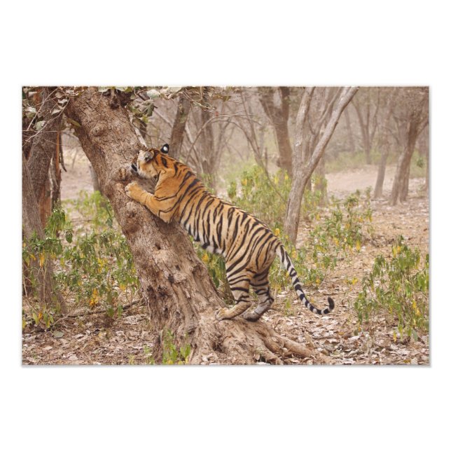 Royal Bengal Tiger climbing up the tree, Photo Print (Front)