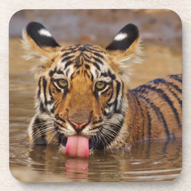Royal Bengal Tiger cub, drinking water Coaster (Front)