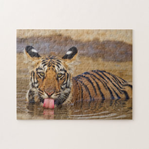 Royal Bengal Tiger cub, drinking water Jigsaw Puzzle