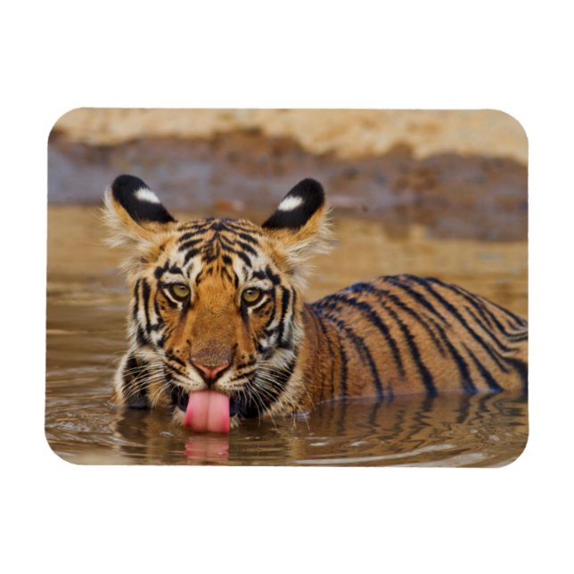 Royal Bengal Tiger cub, drinking water Magnet (Horizontal)