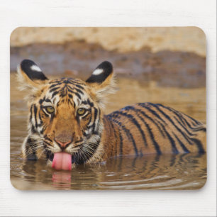 Royal Bengal Tiger cub, drinking water Mouse Mat