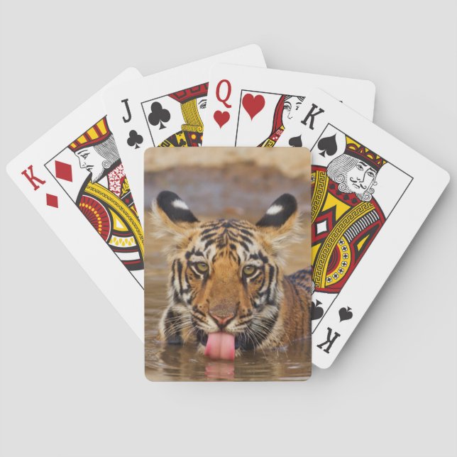 Royal Bengal Tiger cub, drinking water Playing Cards (Back)