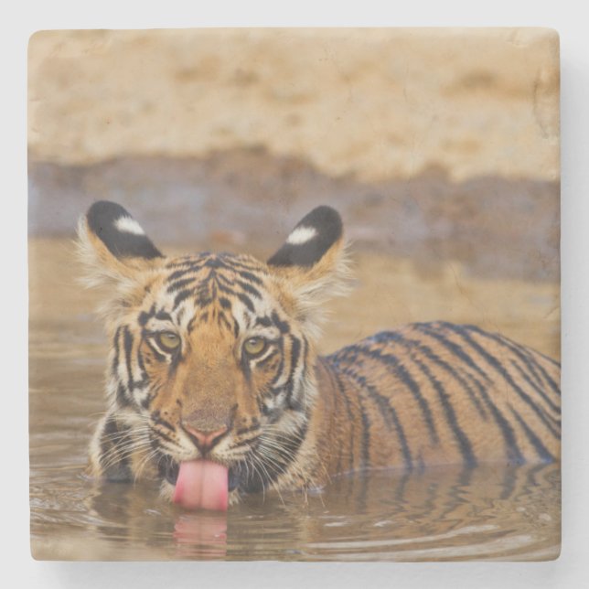 Royal Bengal Tiger cub, drinking water Stone Coaster (Front)