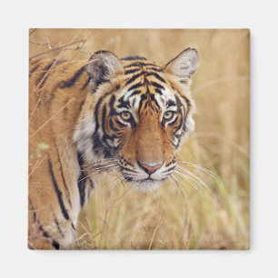 Royal Bengal Tiger Magnet