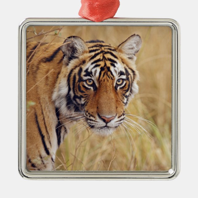 Royal Bengal Tiger Metal Tree Decoration (Front)