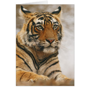 Royal Bengal Tiger on the rock, Ranthambhor