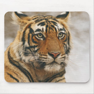 Royal Bengal Tiger on the rock, Ranthambhor Mouse Mat
