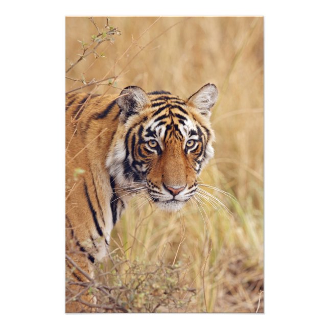 Royal Bengal Tiger Photo Print (Front)