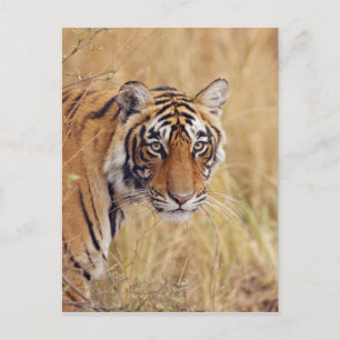 Royal Bengal Tiger Postcard