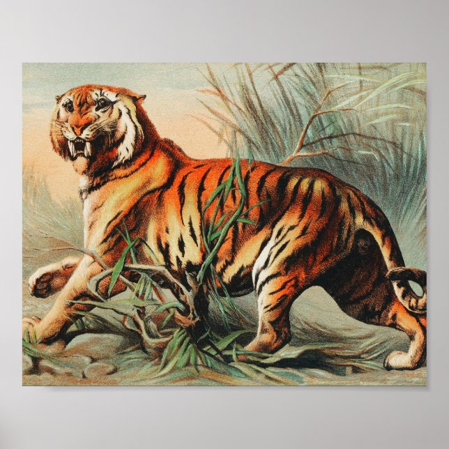 Royal Bengal Tiger Vintage Illustration Poster (Front)