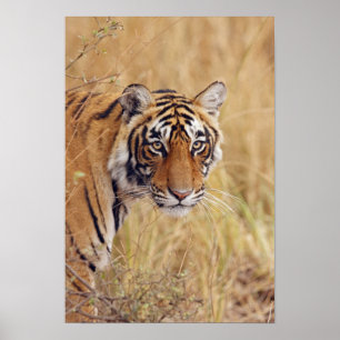 Royal Bengal Tiger watching from the Poster