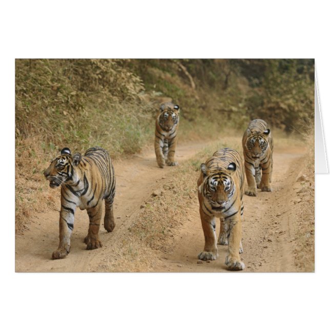 Royal Bengal Tigers (Front Horizontal)