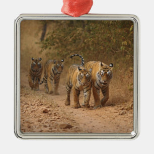 Royal Bengal Tigers on the move, Ranthambhor Metal Tree Decoration