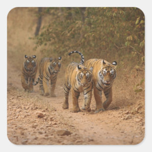 Royal Bengal Tigers on the move, Ranthambhor Square Sticker