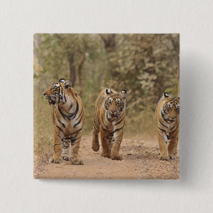 Royal Bengal Tigers on the track, Ranthambhor 15 Cm Square Badge