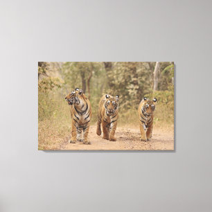 Royal Bengal Tigers on the track, Ranthambhor Canvas Print