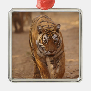 Royal Bengal Tigers on the track, Ranthambhor Metal Tree Decoration