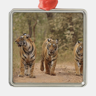Royal Bengal Tigers on the track, Ranthambhor Metal Tree Decoration