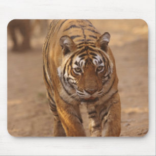 Royal Bengal Tigers on the track, Ranthambhor Mouse Mat