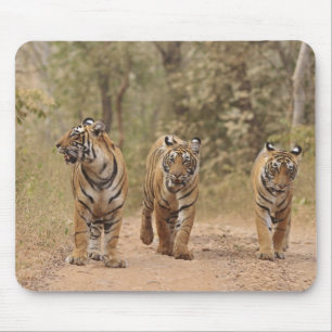 Royal Bengal Tigers on the track, Ranthambhor Mouse Mat