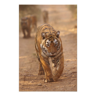 Royal Bengal Tigers on the track, Ranthambhor Photo Print